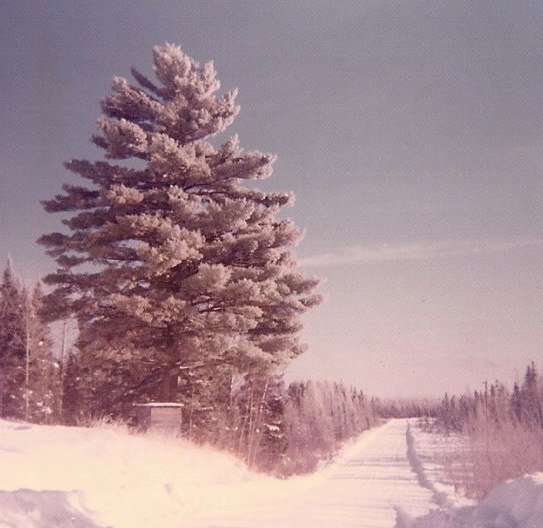 Life According to the&nbsp;Trees
