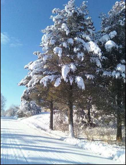 NewBigTrees